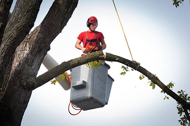 Best Tree Trimming and Pruning  in Palm Beach, FL